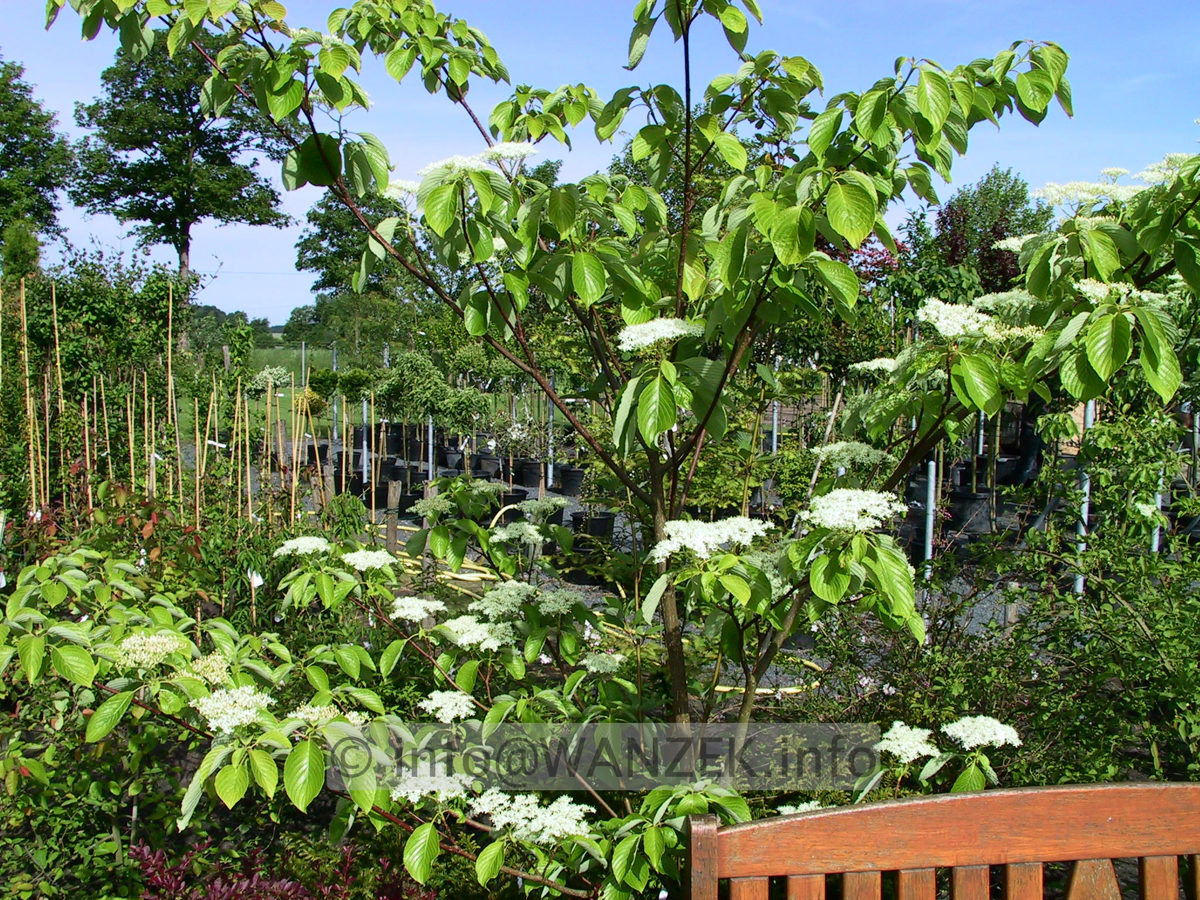 Cornus controversa - Bluehend.jpg